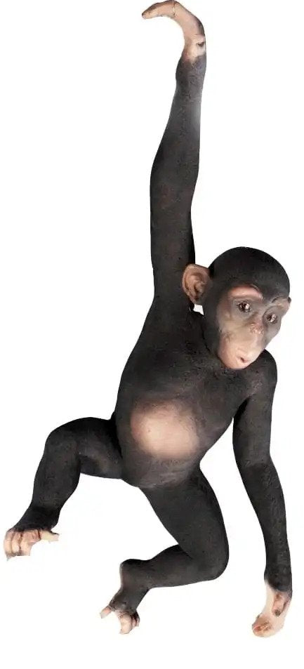 Life-Size Animals
